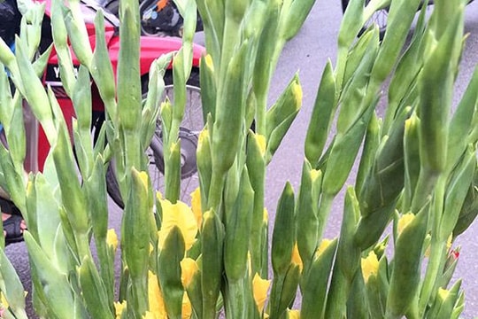 Hoa lay ơn hút khách ngày tết