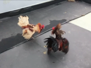 Những pha quyết đấu kinh điển của 2 chú gà quê