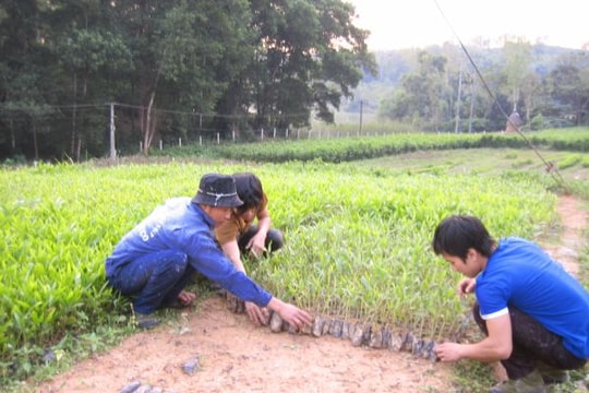 Công ty TNHH MTV lâm nghiệp Đô Lương: Nhân lên màu xanh cho quê hương