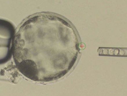 Mỹ tạo phôi lợn lai người