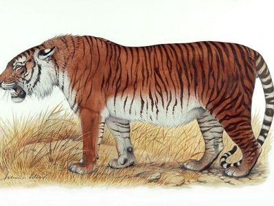 Hổ Ba Tư tuyệt chủng có thể được hồi sinh ở Trung Á