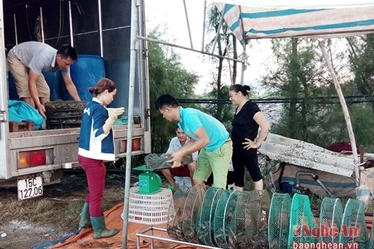 Diễn Châu: Thu hoạch hơn 100 tấn tôm vụ 3 phục vụ dịp Tết