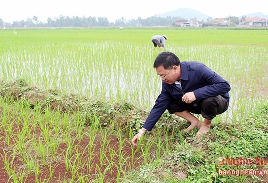 Quỳnh Lưu đối phó nạn chuột phá hoại lúa xuân