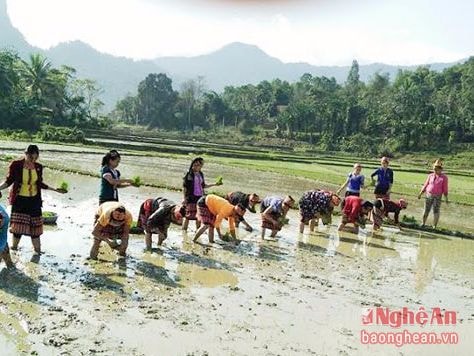 Sôi nổi hội thi cấy lúa xuân vùng cao