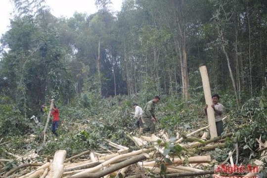 Phát huy lợi thế trồng rừng gỗ lớn