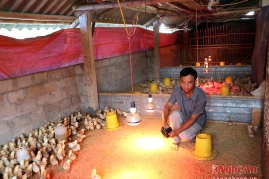 Người dân miền núi Anh Sơn tập trung tái đàn chăn nuôi sau tết