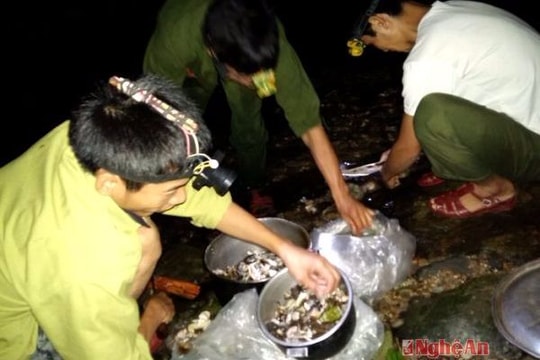 Đêm giữa rừng già nghìn tuổi