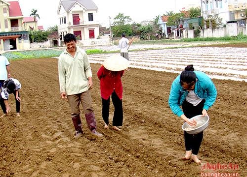 Nhộn nhịp xuống đồng sản xuất lạc xuân