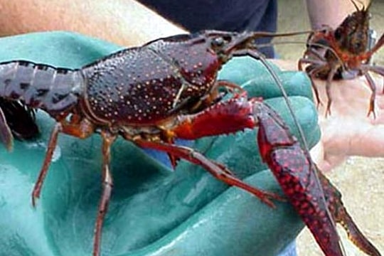 Tôm hùm đất do người Trung Quốc nuôi làm dân lo lắng