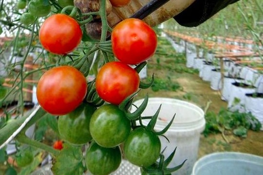 Nông dân Nghệ An trồng rau cao cấp theo công nghệ Israel