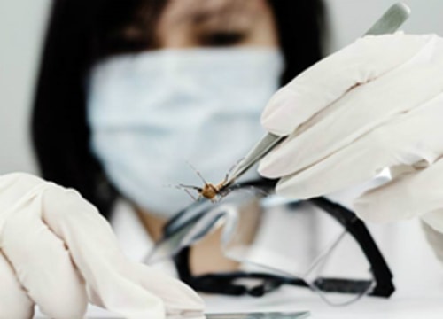 Xét nghiệm mới phát hiện virus Zika