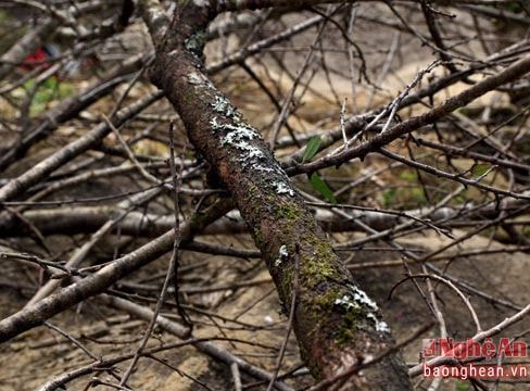 Nghệ An: Đào rừng chết khô bị vứt ngổn ngang sau Tết