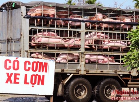 Những biển quảng cáo 'độc' chỉ có trên Quốc lộ 1A