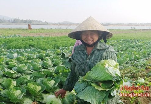 Trồng rau an toàn cho thu nhập 10 triệu đồng/sào