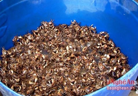 Món ngon từ con cáy sông Lam