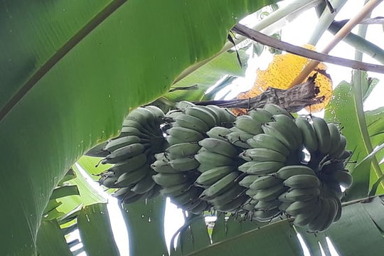 Chuối Rằm: Làm chơi, ăn thật