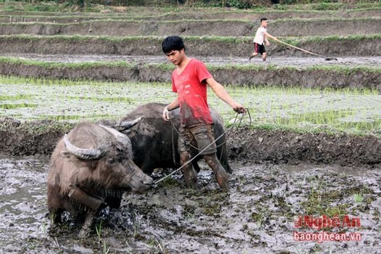 Xem làm ruộng theo kiểu cổ của đồng bào Thái Nghệ An