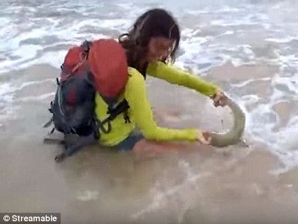 Brazil: Cô gái 'lĩnh đòn' vì lôi cá mập lên bờ chụp ảnh