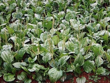 Rau móng ngựa lợi tiểu, giảm ho