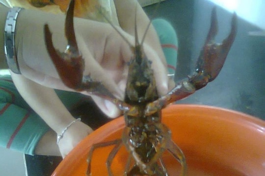 Đồng Tháp lên tiếng về tôm 10 càng người Trung Quốc nuôi