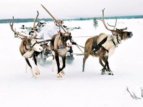 Quân đội Nga 'bỏ xó' xe tăng, dùng tuần lộc ở vùng cực