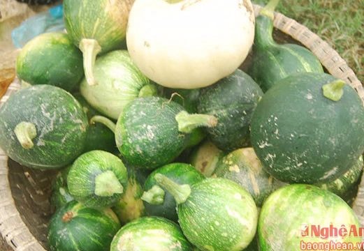 Bầu non vùng bãi sông Lam hút khách