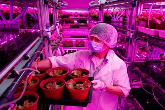 Dùng đèn LED thay mặt trời trồng rau trong nhà