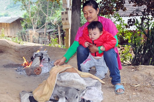 Đắp chăn cho trâu bò ngày rét đậm