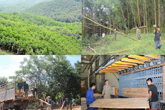 Lợi thế kinh tế rừng ở Nghệ An: Tiềm năng to lớn