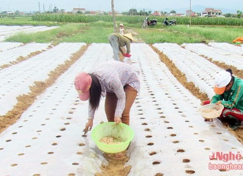 Nghệ An gieo trồng 14.000 ha lạc xuân