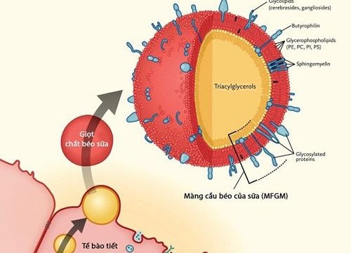 Phát hiện mới về màng cầu béo trong sữa