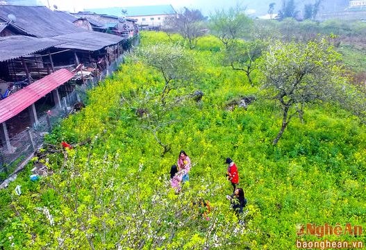 Lạc giữa 'thiên đường' hoa Mường Lống