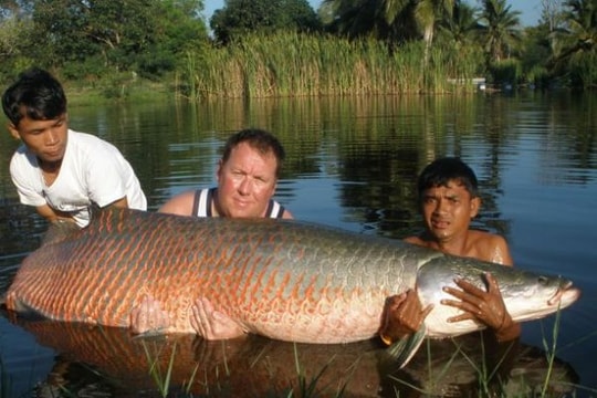 Loại cá nước ngọt lớn nhất thế giới