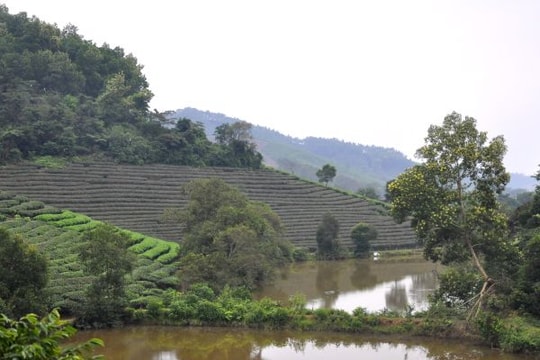 Cần chính xác trong quy hoạch rừng nguyên liệu ở Nghệ An