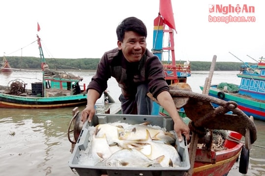 Ngư dân Diễn Châu trúng cá vàng sa giá cao