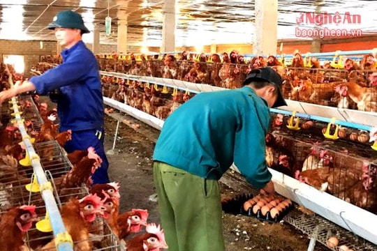 Đẩy mạnh chăn nuôi tạo nguồn hàng hóa sạch