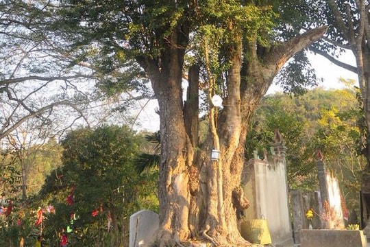 12 cây quý ở Nghệ An được công nhận là cây Di sản