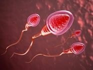 Hai căn bệnh nguy hiểm tấn công 'tinh binh' của phái mạnh