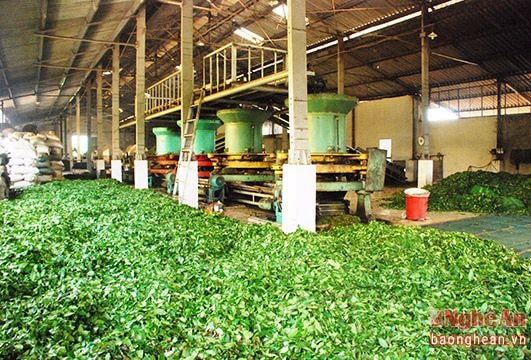 Thanh Chương: Thu 30 tỷ từ chè vụ xuân