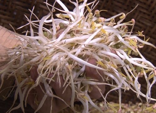 Thu giữ 800 kg tấn giá đỗ ngâm hóa chất Trung Quốc