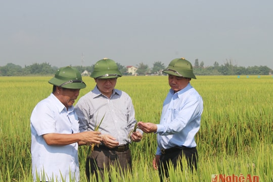 Thương hiệu 'Vật tư nông nghiệp Nghệ An'