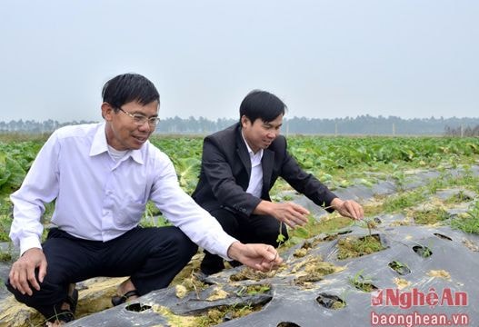 Hình thành vùng sản xuất hàng hóa tập trung ở Nam Đàn