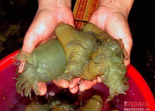 Săn 'thần dược' đàn ông, thu tiền triệu mỗi ngày