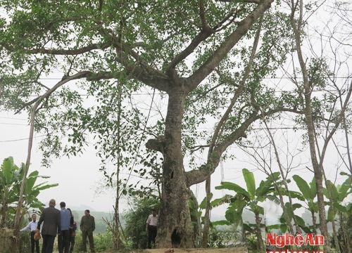 Cây đa Hồng Sơn được công nhận cây di tích lịch sử văn hóa Việt Nam