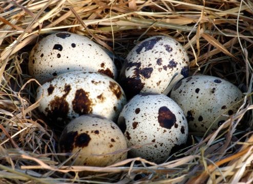 Các nhà khoa học khuyên nên ăn 5 - 6 quả trứng cút mỗi ngày