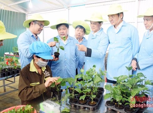 Thứ trưởng Bộ Nông nghiệp đánh giá cao mô hình sản xuất giống chanh leo của Nghệ An