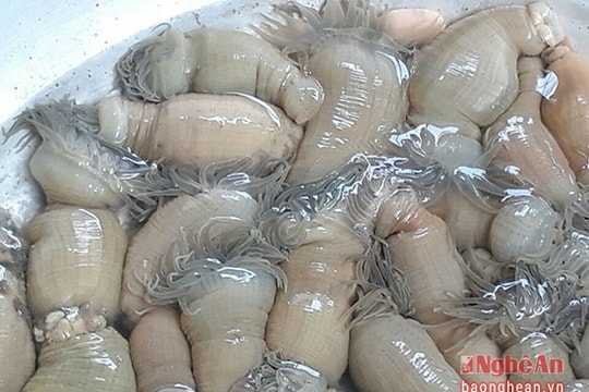 Cơn sốt săn lùng 'thần dược' đàn ông ở Diễn Châu