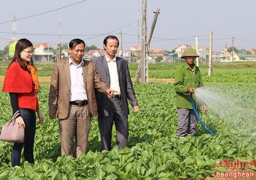 Vựa rau ở Quỳnh Lưu được trao chứng nhận VietGAP