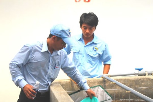 Nghệ An: Hơn 1,2 tỷ con giống cho vụ tôm mới