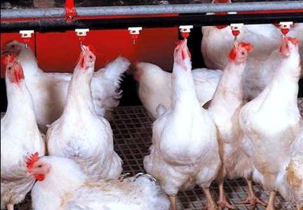 Giá gà còn 15.000 đồng một kg ở Đồng Nai